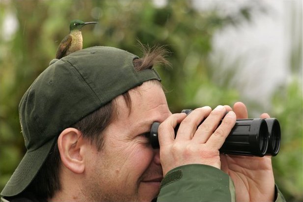 Observación de aves en Alambi