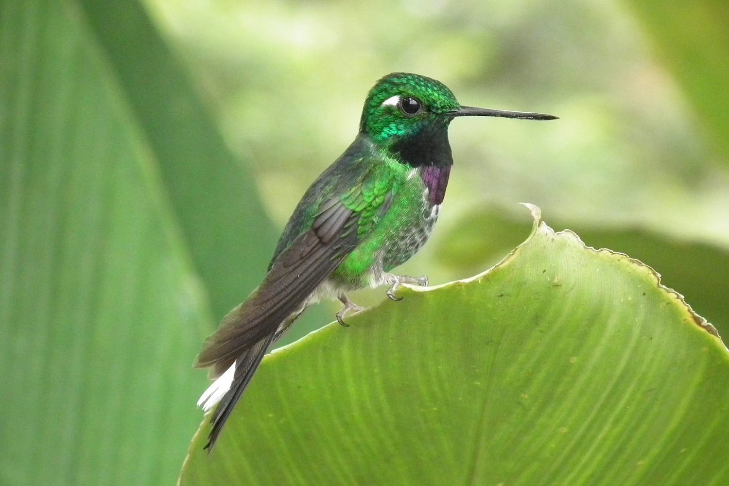 Jardin de colibris à Alambi